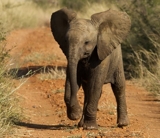 African elephant calf in a national park. iStock. by Getty Images