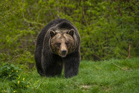 Libearty bear sanctuary