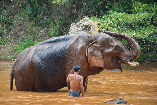 Elefant dödade turist