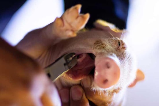 Du kan stoppa griskultingars onödiga lidande och ge kultingar ett bättre liv.