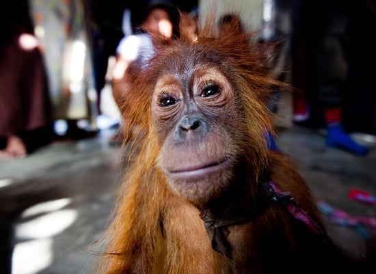 Du kan ge fler orangutangungar som Chocolate en andra chans och ett liv i frihet.