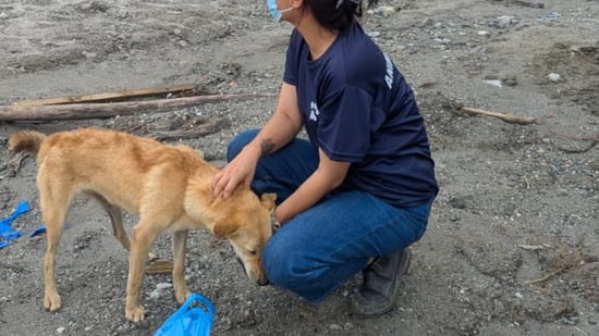 Katastrofdrabbad hund i Nepal