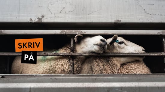 Skriv på mot plågsamma djurtransporter i EU!