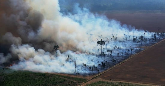 Rapport från djurindustrins helvete i Brasilien
