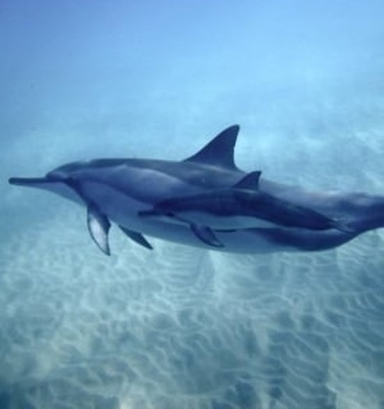 World Animal Protections rapporter är gratis att läsa, ladda ner och sprida. De flesta av rapporterna är på engelska.