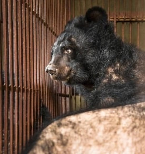 World Animal Protections rapporter är gratis att läsa, ladda ner och sprida. De flesta av rapporterna är på engelska.