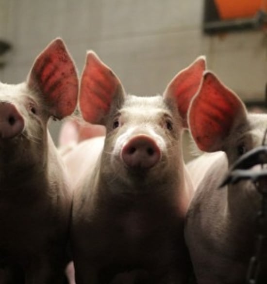 World Animal Protections rapporter är gratis att läsa, ladda ner och sprida. De flesta av rapporterna är på engelska.