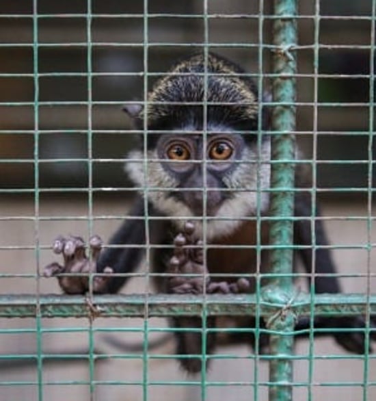 World Animal Protections rapporter är gratis att läsa, ladda ner och sprida. De flesta av rapporterna är på engelska.