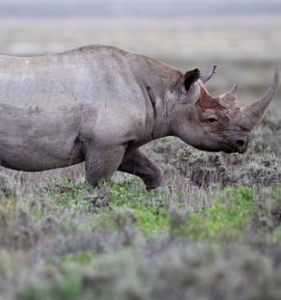 World Animal Protections rapporter är gratis att läsa, ladda ner och sprida. De flesta av rapporterna är på engelska.