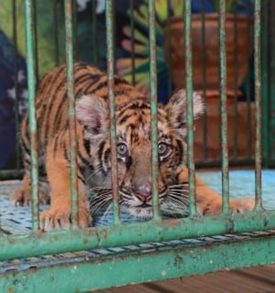 World Animal Protections rapporter är gratis att läsa, ladda ner och sprida. De flesta av rapporterna är på engelska.