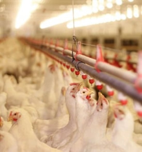 World Animal Protections rapporter är gratis att läsa, ladda ner och sprida. De flesta av rapporterna är på engelska.