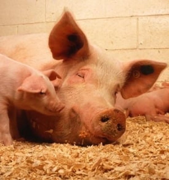 World Animal Protections rapporter är gratis att läsa, ladda ner och sprida. De flesta av rapporterna är på engelska.