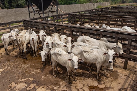 Cows JBS