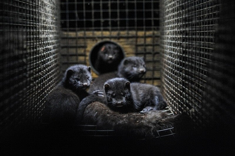 Caged mink on a fur farm