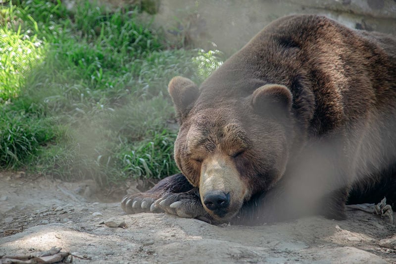 Efter 25 år: Hopp om nytt liv för björnen Baloo - World Animal Protection / Alice Royle