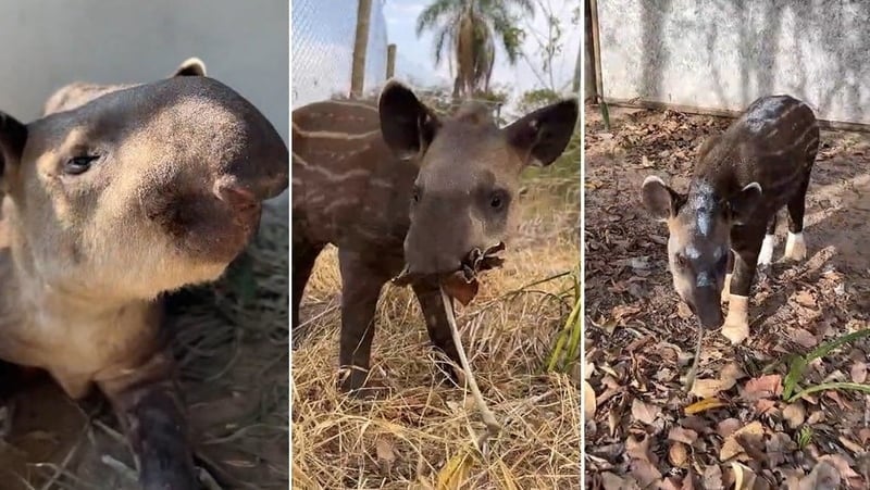 Bränder i Brasilien: Hur du hjälper tapiren Melancia att återhämta sig