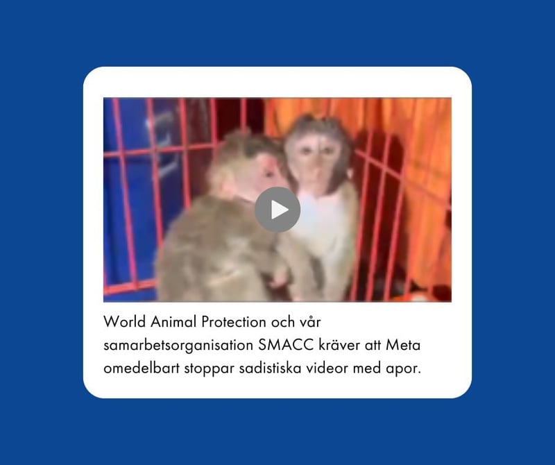 Facebook visar videor  med apor som torteras