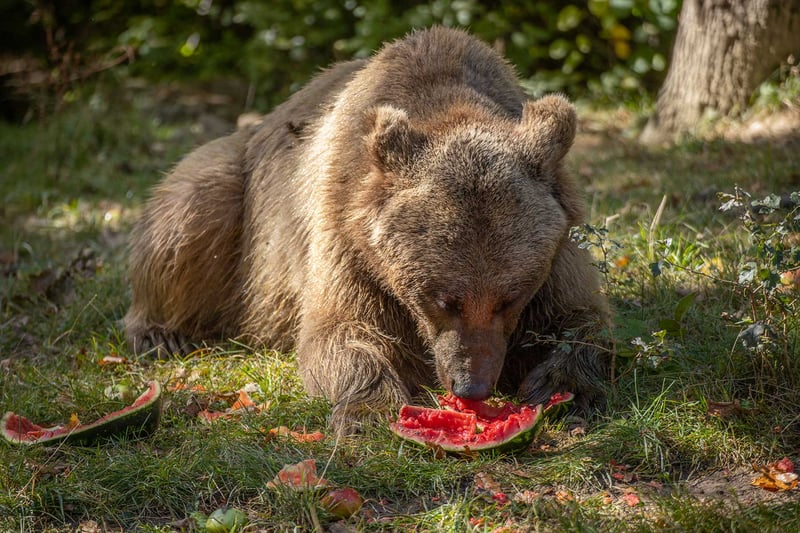 Libearty har hjälpt  björnar i 20 år