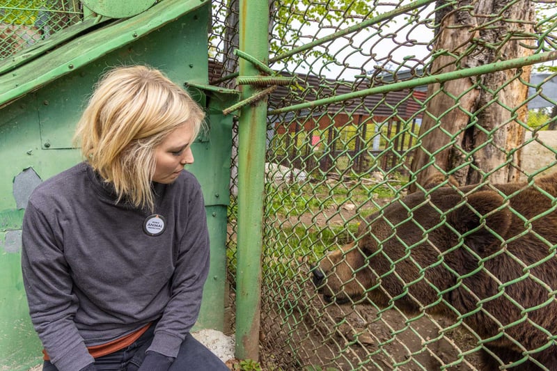 Björnen Baloo 2025 - Foto: Tom Svensson