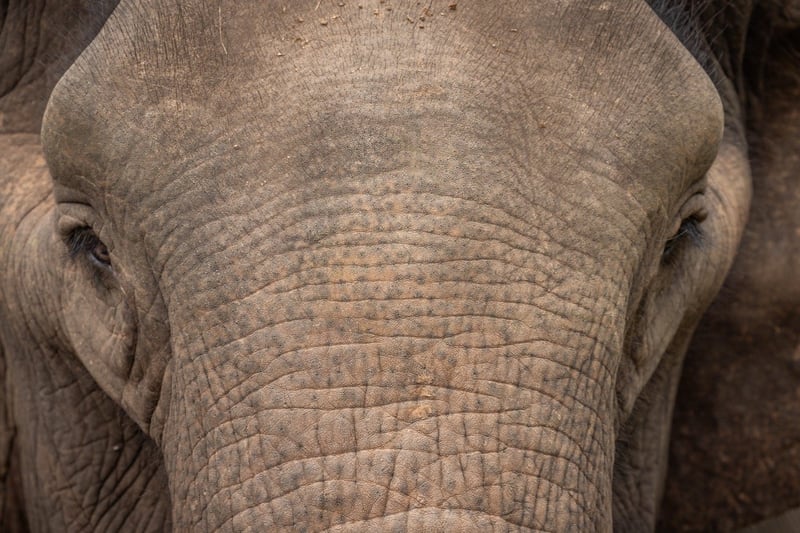 Nu invigs den nya djurvänliga elefantparken Sappraiwan - Foto: Tom Svensson