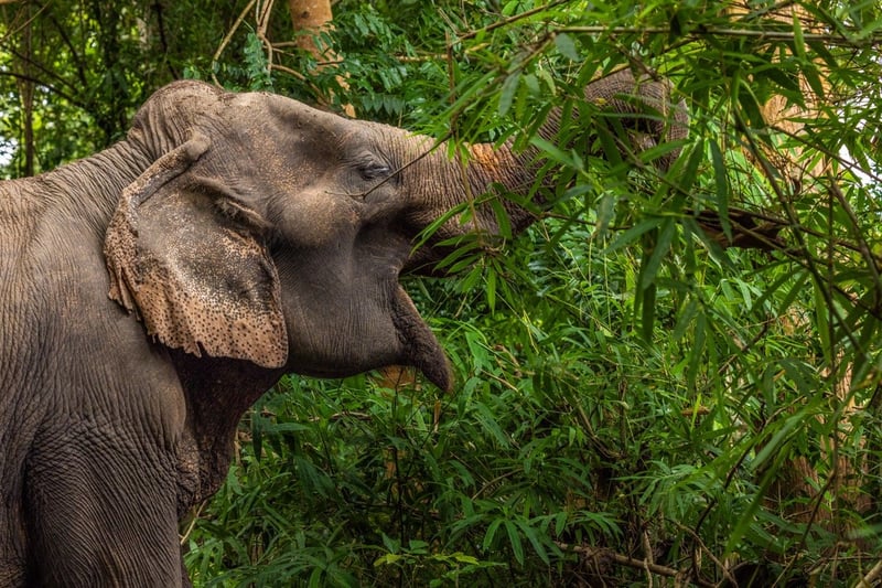 Nu invigs den nya djurvänliga elefantparken Sappraiwan - Foto: Tom Svensson