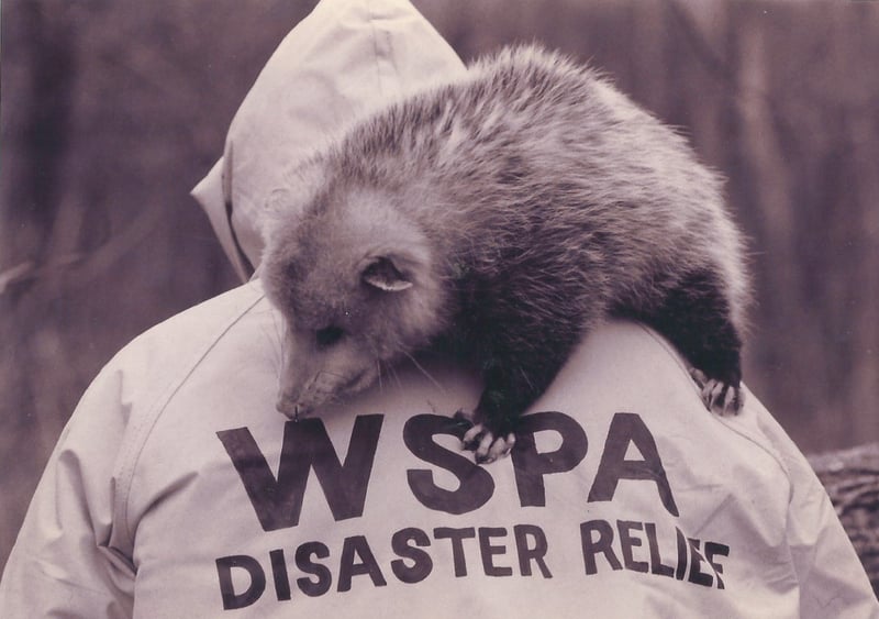 Vi har hjälpt miljontals djur i över 250 katastrofer