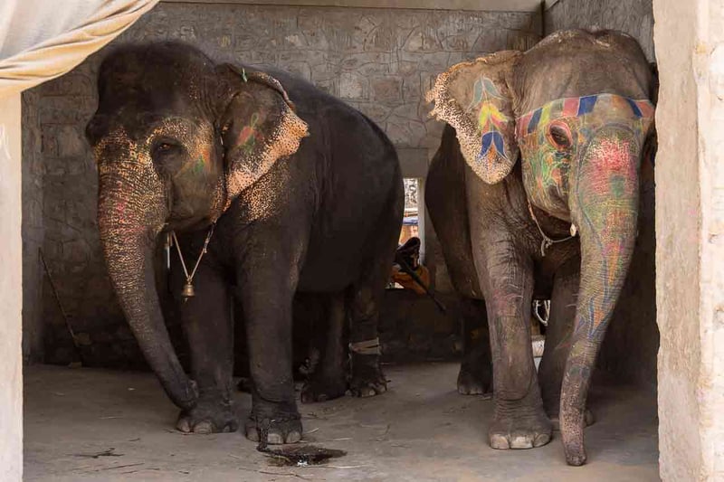 Skriv på för att rädda elefanterna vid Amer Fort! - Foto: Tom Svensson