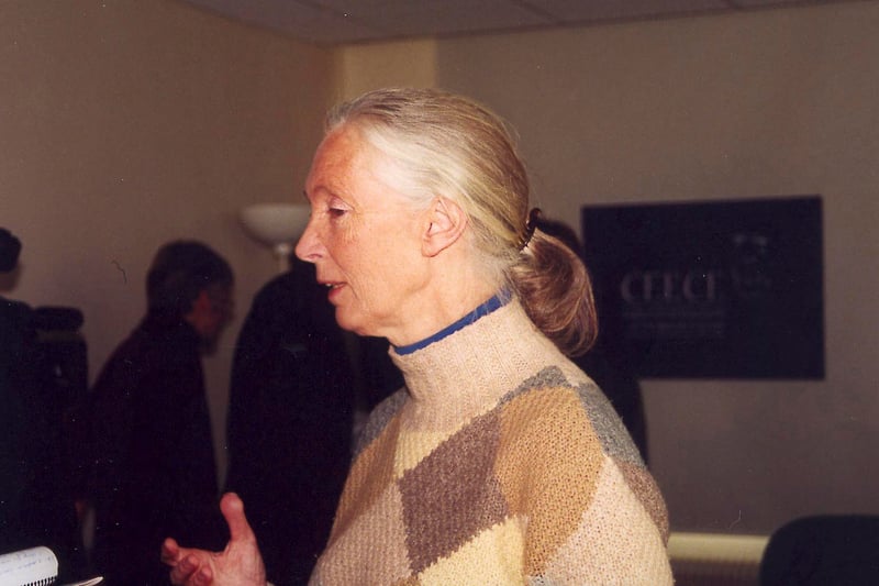 Jane Goodall död – men hennes arv lever vidare - Foto: World Animal Protection Sverige