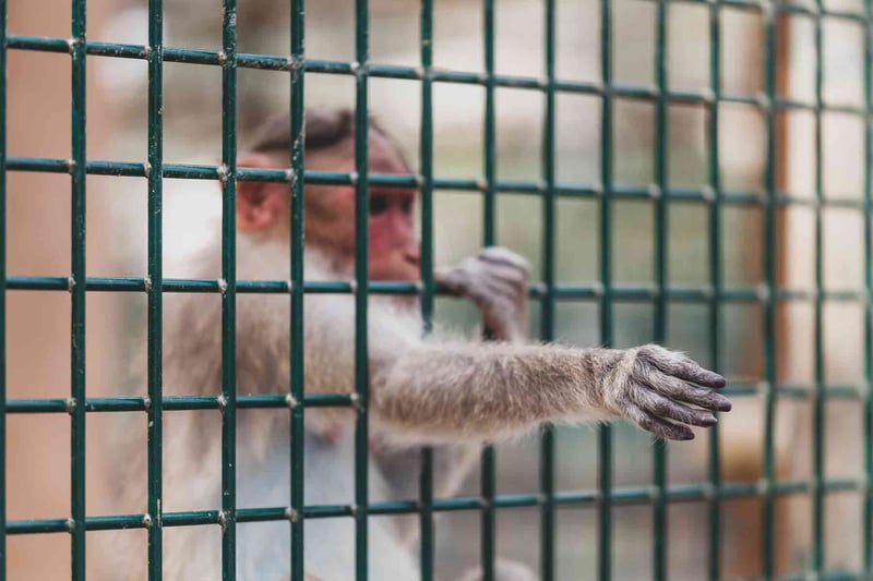 Uppfödning av vilda djur allvarligt problem i Kenya