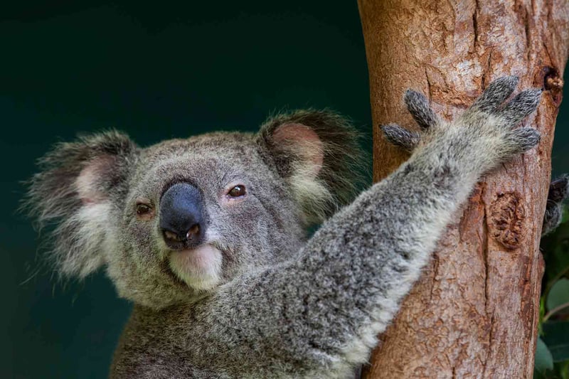 Viktiga framgångar för Australiens koalor