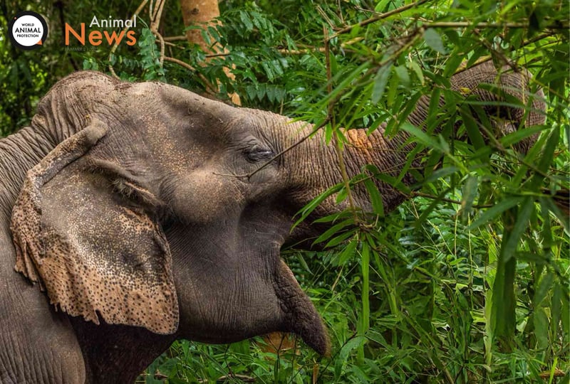 Missa inte nya Animal News!