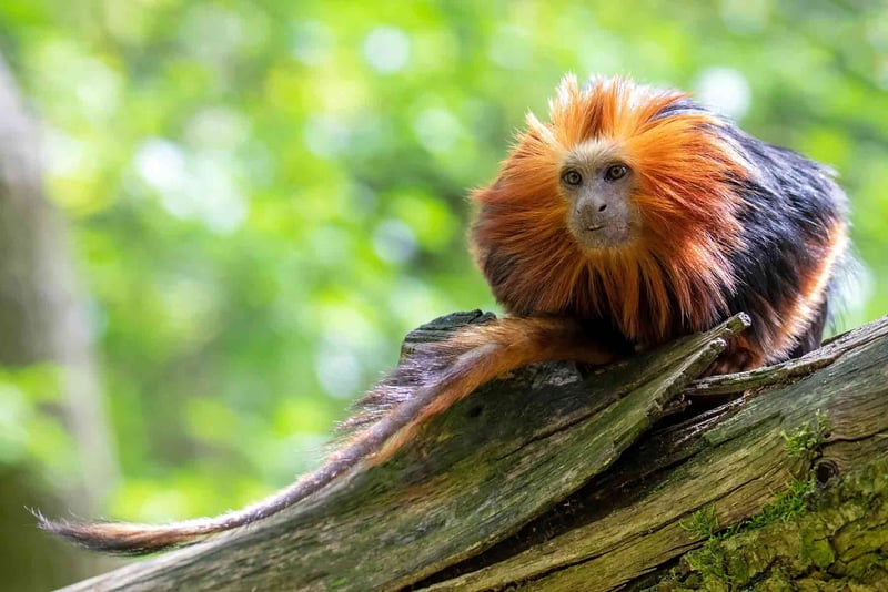 CITES måste bli bättre på djurvälfärd och samverkan med andra - Licens SE