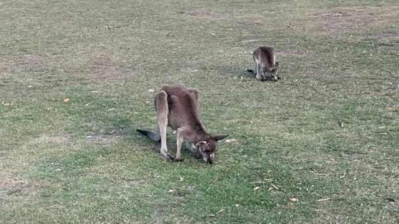 Karin Gunnarsson, styrelseledamot i svenska World Animal Protection
