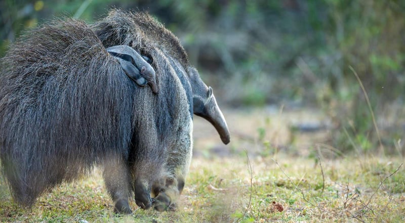 Cecilia och hennes unge: Från tragedi till hopp