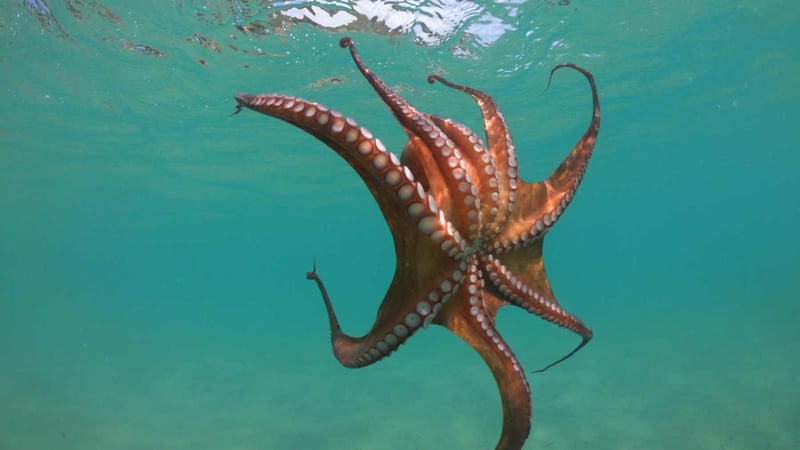 Allt fler säger nej till bläckfiskuppfödning