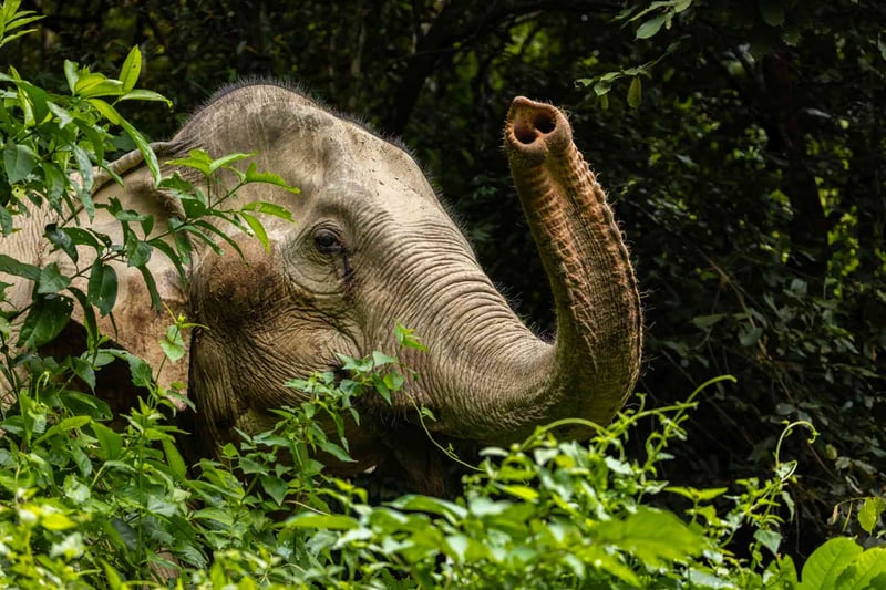 Ny rapport: Två av tre elefanter i turism lever under dåliga förhållanden