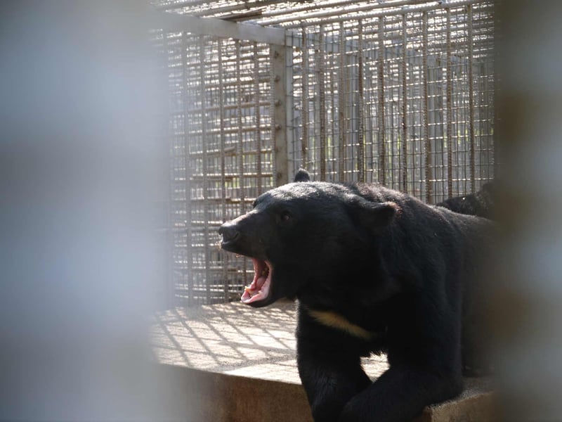 Nu stängs Sydkoreas farmer för björngalla