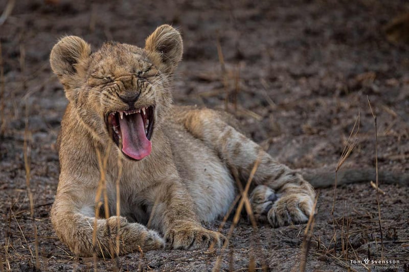 Stort tryck på Sydafrika att hålla sitt löfte till lejonen