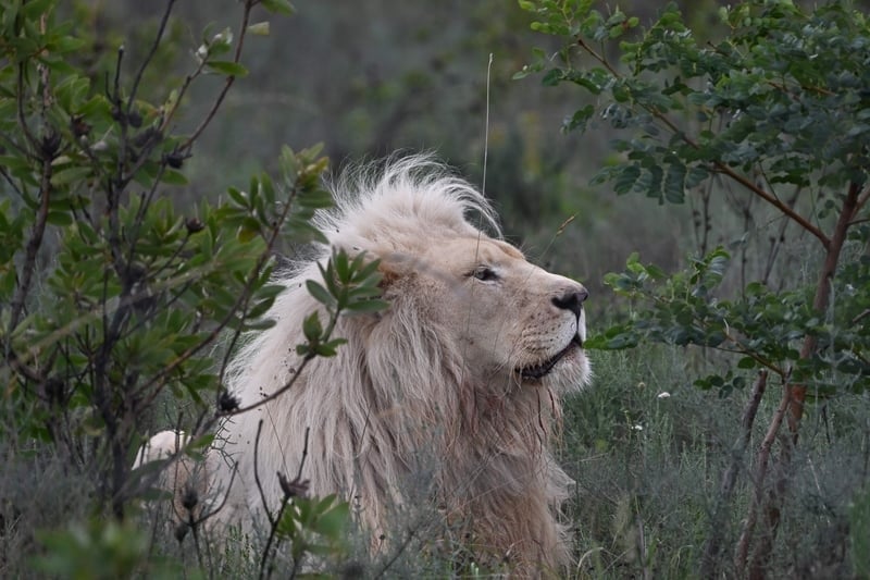 Det räddade lejonet Mannie ryter för första gången © The Lions Foundation