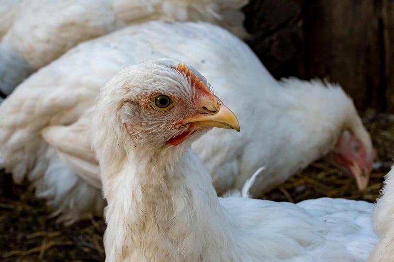 EU måste skydda kycklingarna i snabbmatsbranschen