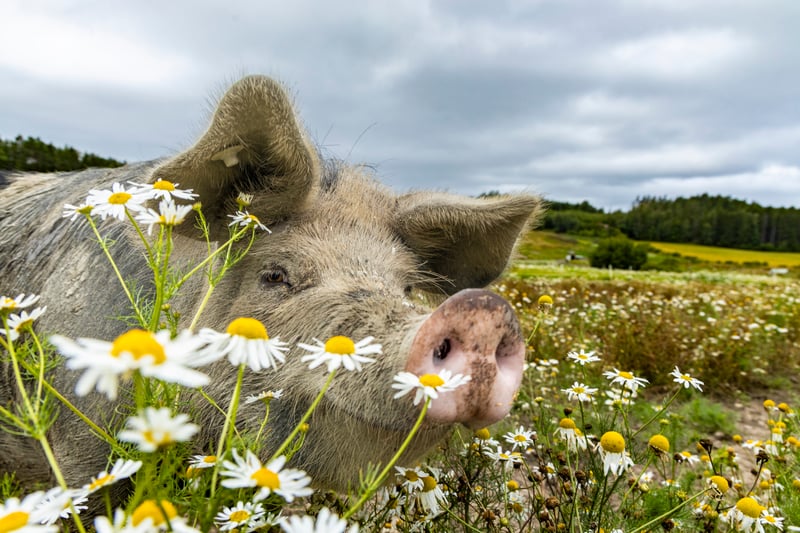 gris som sniffar på blommorna