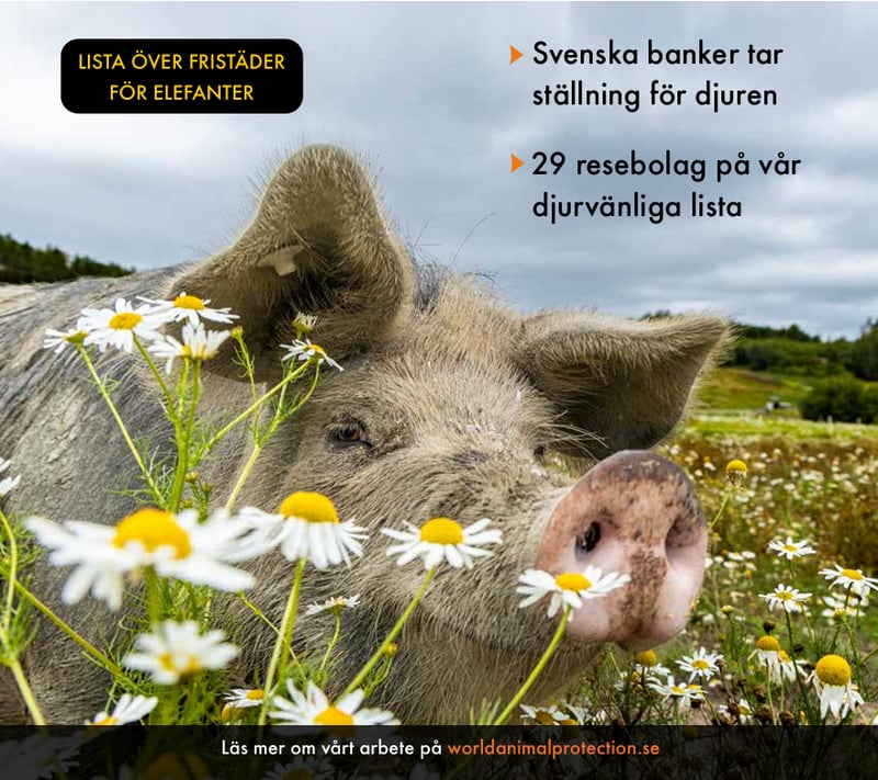 Animal News 2026 framsida