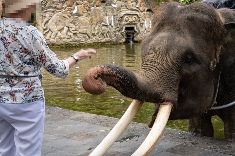 Mason Elephant Park på Bali – inget semesterparadis