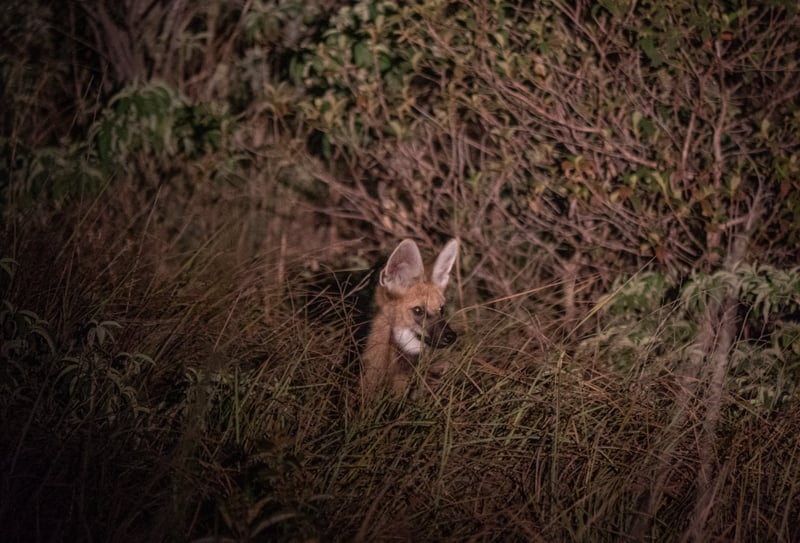 Tack vare dig: Savana har fått valpar igen
