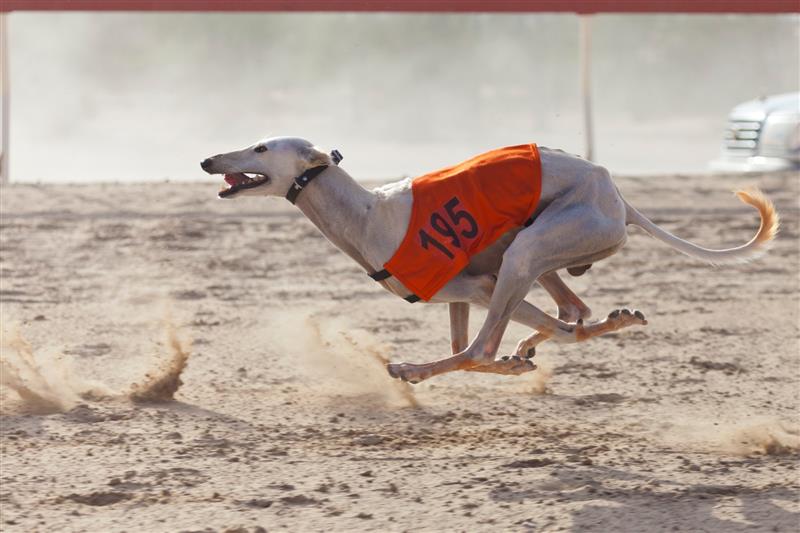 Greyhound hund som springer