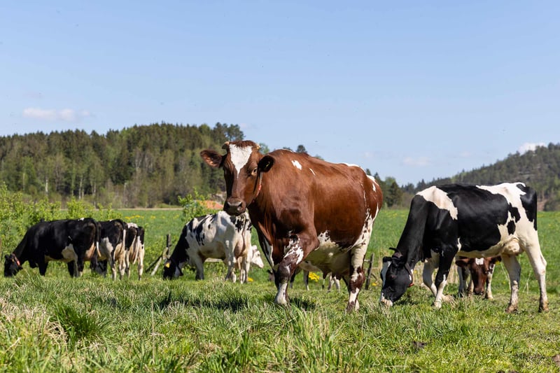 Nu införs vårt förslag om ersättning för kor på bete