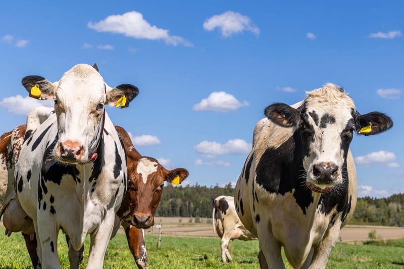 Nu införs vårt förslag om ersättning för kor på bete