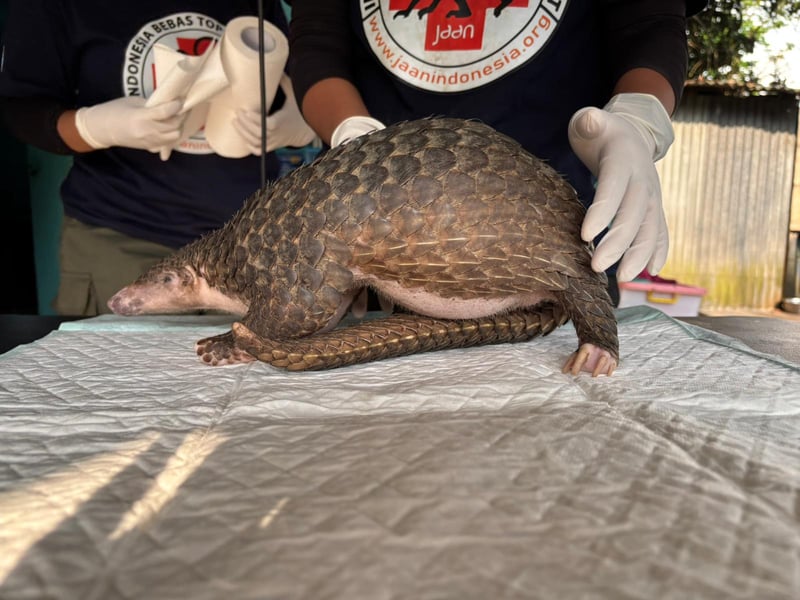 Myrkott som får vård