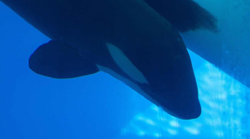 Späckhuggaren Teno ett år