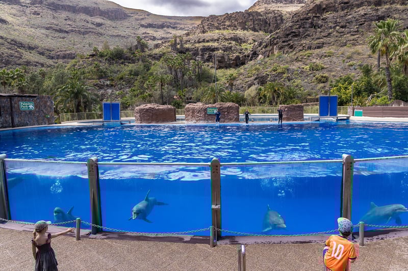 Flera delfiner som simmar i en liten bassäng